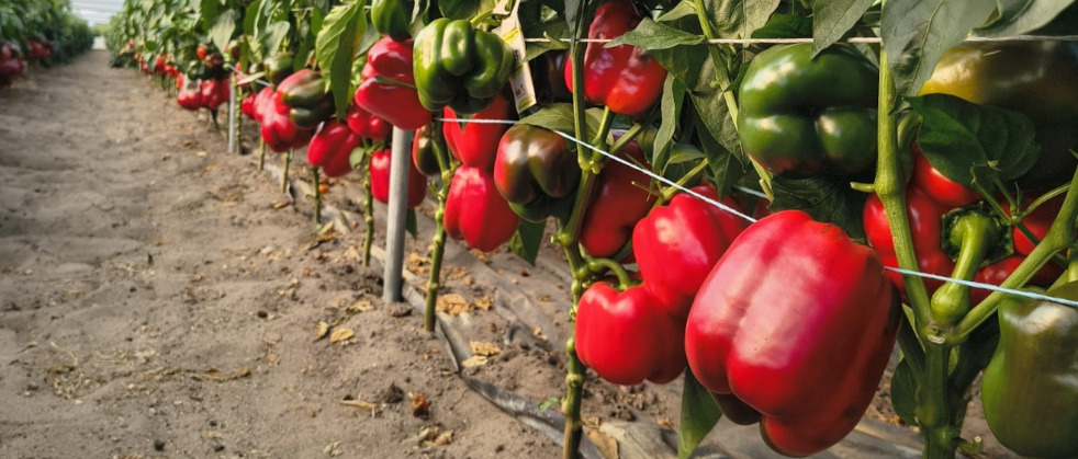 wczesna odmiana papryki