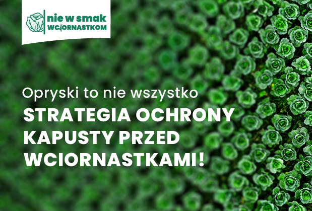 Nie w smak wciornastkom – pokonaj wciornastki w kapuście!