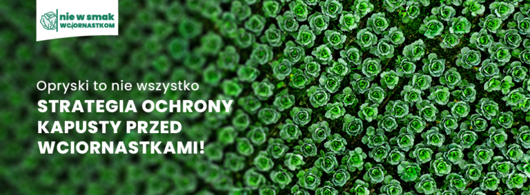 Nie w smak wciornastkom – pokonaj wciornastki w kapuście!